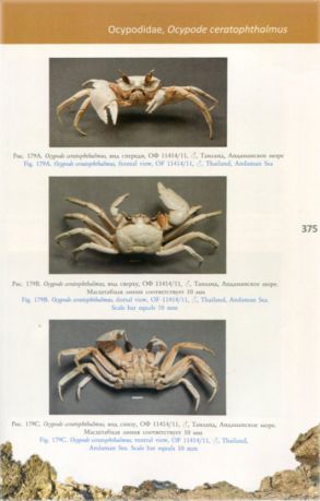 Каталог коллекции крабов (Crustacea: Decapoda: Brachyura) Государственного Дарвиновского музея. Сухие препараты