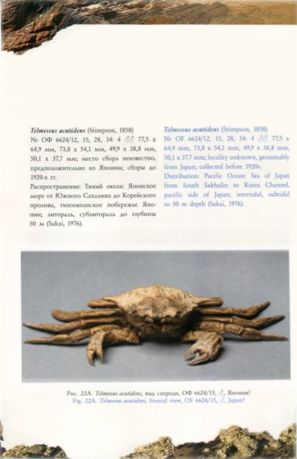 Каталог коллекции крабов (Crustacea: Decapoda: Brachyura) Государственного Дарвиновского музея. Сухие препараты