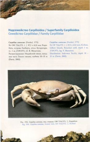 Каталог коллекции крабов (Crustacea: Decapoda: Brachyura) Государственного Дарвиновского музея. Сухие препараты